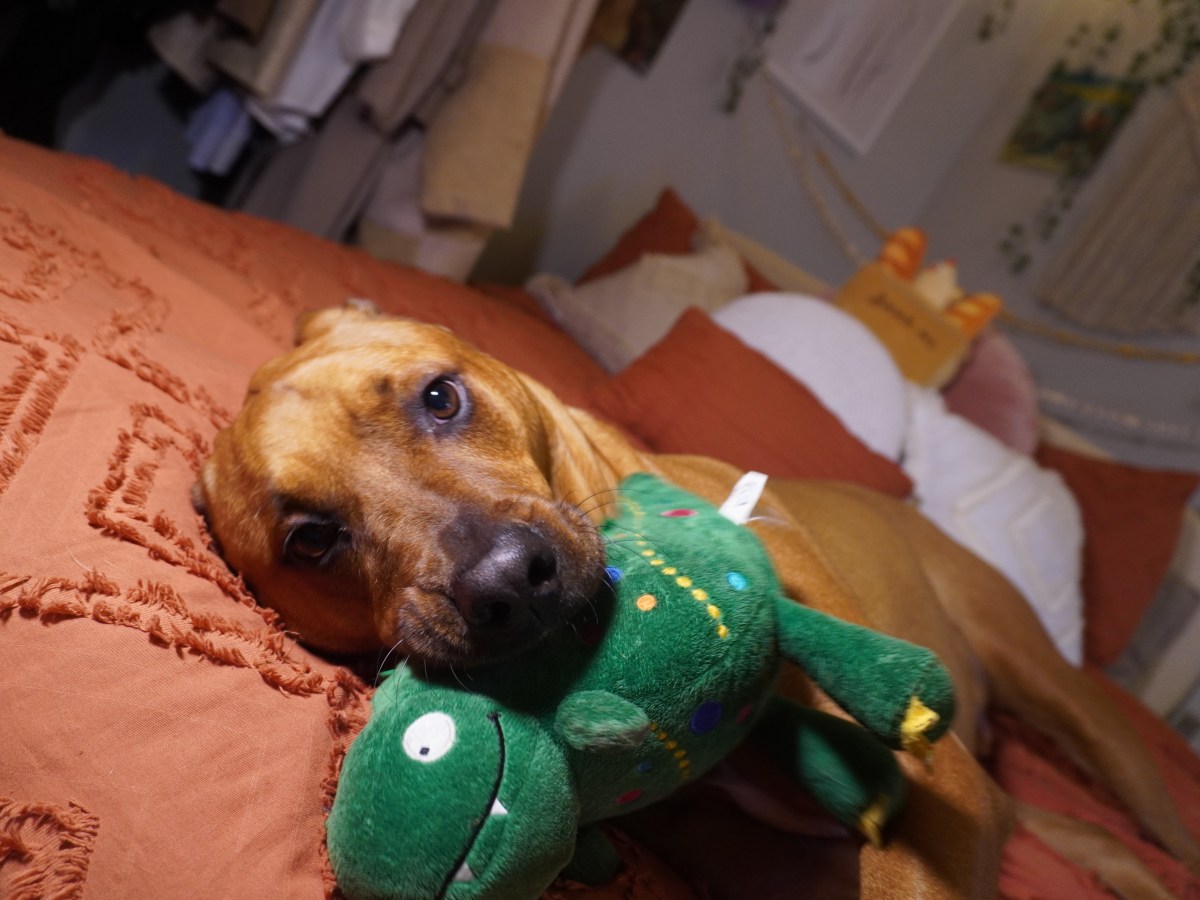Dogs Really Are Our Best&nbsp;Friends