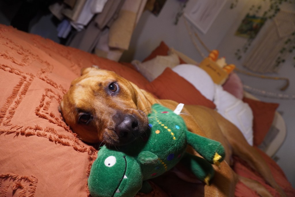 Dogs Really Are Our Best&nbsp;Friends