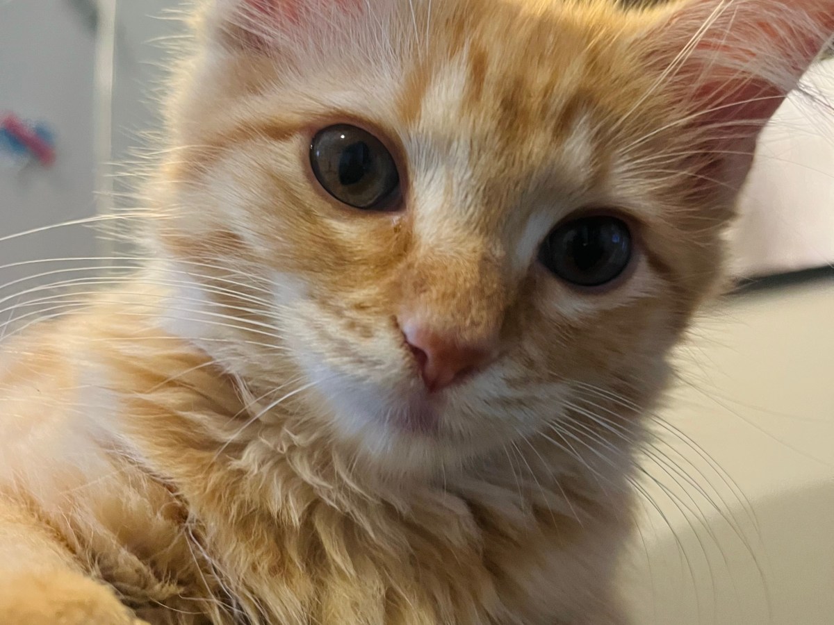 Meet Poe, My Tiny Orange&nbsp;Menace
