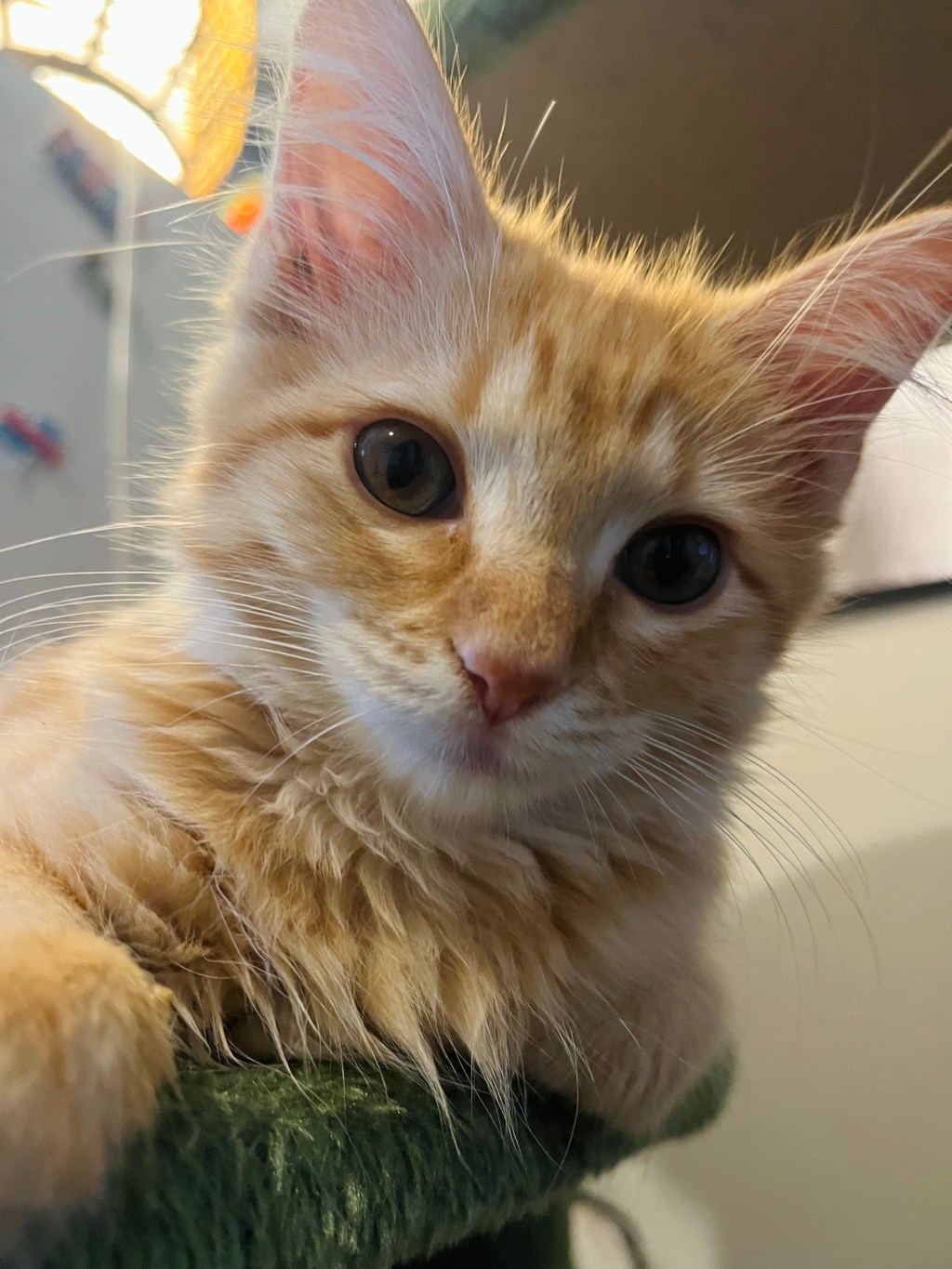 Meet Poe, My Tiny Orange&nbsp;Menace