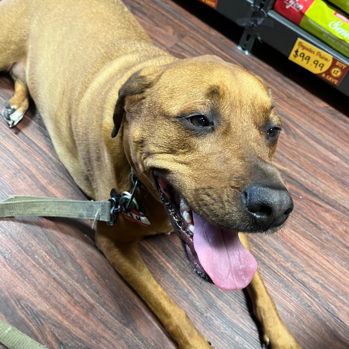 Why I Love Working in a Pet Store (and All the Chaos That Comes with&nbsp;It)