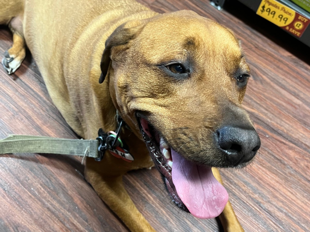Why I Love Working in a Pet Store (and All the Chaos That Comes with&nbsp;It)