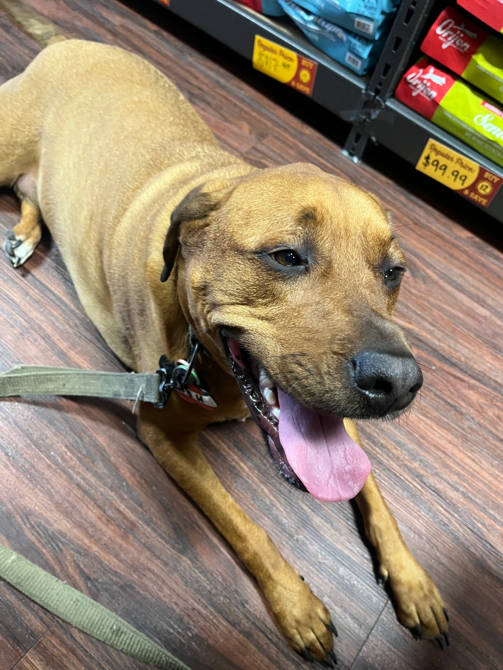 Why I Love Working in a Pet Store (and All the Chaos That Comes with&nbsp;It)