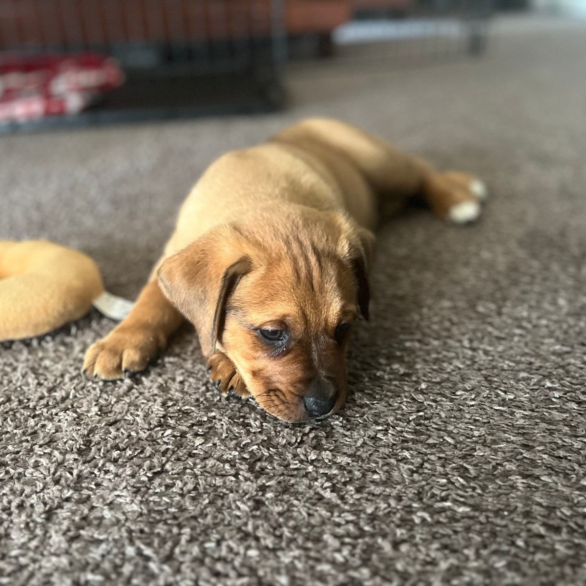 Puppy Essentials for First-Time&nbsp;Owners