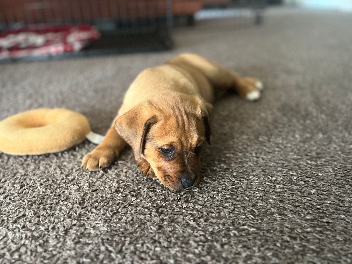 Puppy Essentials for First-Time&nbsp;Owners